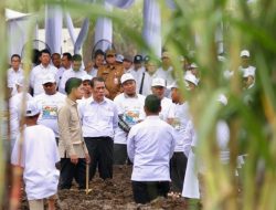 Gibran Rakabuming Raka Hadiri Panen Tebu di Banyuwangi, Apresiasi Kerja Keras Petani